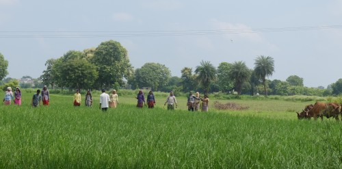 Women Weeding Rice Sep 2021