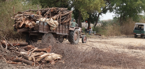 Wood Sold to Kaithoon Dealer Being Collected Jun 2025