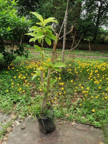 Yellow Champa and Day Lillies July 2026